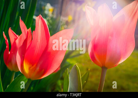 Pinky tulipes rouges attraper les rayons du soleil, via lens flare attrayant dans un jardin ou cour arrière avec de l'herbe, une clôture et des jonquilles. Banque D'Images