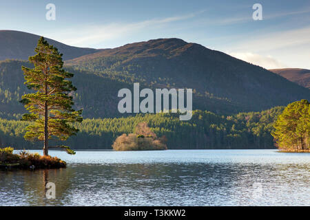 Loch an Eilein Rothiemurchus Forest, dans le Parc National de Cairngorms près d'Aviemore, Badenoch et Strathspey, Ecosse, Royaume-Uni Banque D'Images