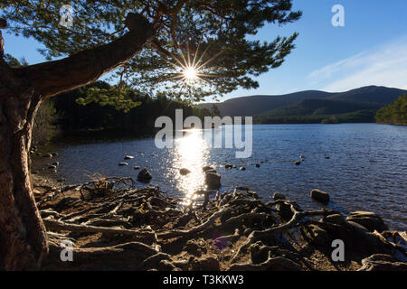 Loch an Eilein Rothiemurchus Forest, dans le Parc National de Cairngorms près d'Aviemore, Badenoch et Strathspey, Ecosse, Royaume-Uni Banque D'Images