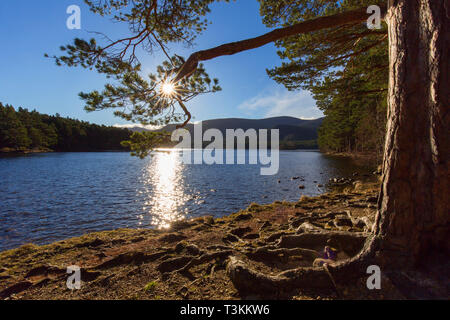 Loch an Eilein Rothiemurchus Forest, dans le Parc National de Cairngorms près d'Aviemore, Badenoch et Strathspey, Ecosse, Royaume-Uni Banque D'Images