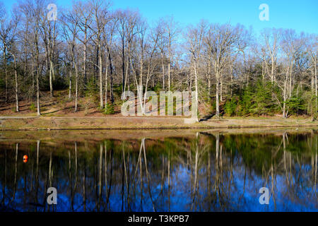 Les arbres de la rive sont refelcted sur la surface du lac de Fairfax par un beau matin de printemps. Banque D'Images