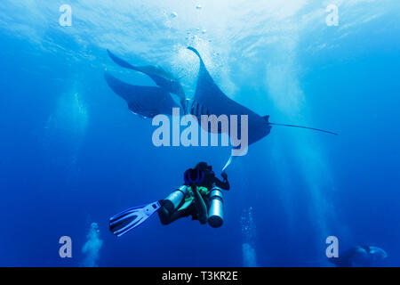 Plongeur sous un trio de raies manta géantes océaniques, Mobula alfredi, dans des eaux bleues Banque D'Images