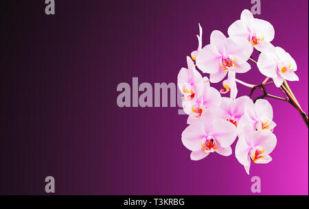 De belles fleurs d'orchidées sur la droite. Fond violet avec copie espace sur la gauche. Blanc, pourpre, fleur violette. Banque D'Images