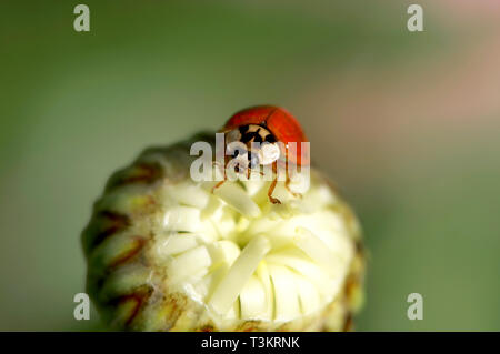 Une Coccinelle asiatique (Coccinellidae) sur une marguerite Leucanthemum x superbum (IUN) Banque D'Images