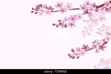 Sakura rose chinois réaliste sur fond rose doux arrière-plan. Motif Oriental fleur fleur printemps arrière-plan. Vecteur de fond nature 3D Illustration de Vecteur