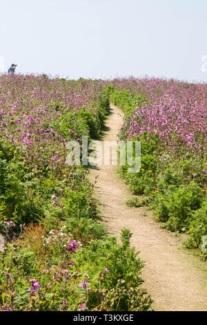 Sentier sur l'île de Skomer Galles Pembrokeshire Banque D'Images