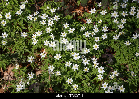 Anemone sylvestris, snowdrop anemone - fleurs blanches dans la forêt Banque D'Images