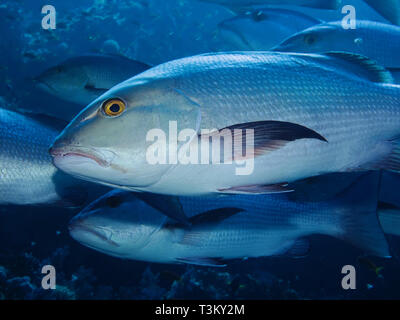 Snapper Lutjanus bohar Twinspot () Banque D'Images