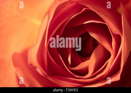 Photo d'un vermillon blooming rose, macro, close-up, l'arrière-plan Banque D'Images