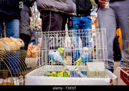 Accueil animaux d'ornement, lapins nains et la perruche ondulée en cage en vente au marché aux puces en plein air. Banque D'Images