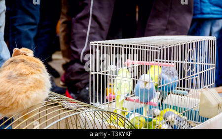 Accueil animaux d'ornement, lapins nains et la perruche ondulée en cage en vente au marché aux puces en plein air. Banque D'Images