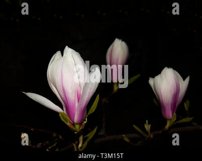 Fleurs de magnolias, Berlin, Allemagne Banque D'Images