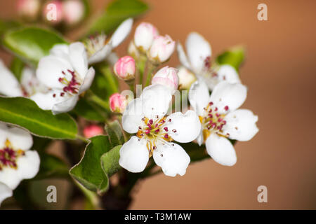 Libre de poire Conférence Blossom. Banque D'Images