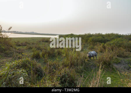 Un rhinocéros indien cornu ou Rhinoceros unicornis dans le parc national de Kaziranga Assam en Inde Banque D'Images