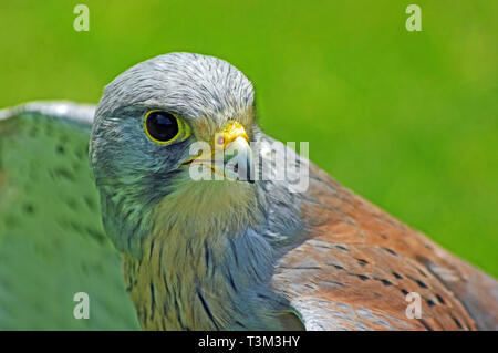 Kestrel Falco tinnunculus Prisonnier Banque D'Images