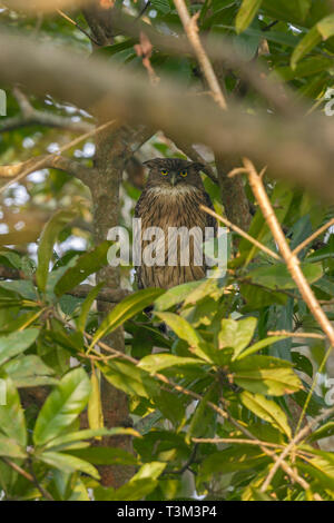 Tawny Owl de poissons ou dans flavipes Blakistoni Parc national de Kaziranga Assam en Inde Banque D'Images