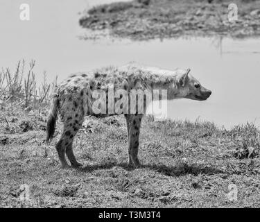 Un adulte l'Hyène tachetée debout sur une berge, dans le sud de la savane africaine Banque D'Images