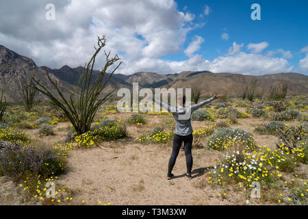 Femme se tient à Anza Borrego Desert State Park, face à la montagne, dans un champ de fleurs sauvages du désert durant le super bloom Banque D'Images