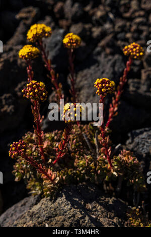 Aeonium spathulatum, la floraison au printemps sur le sol volcanique près de Arguayo, Santiago del Teide, Tenerife, Canaries, Espagne Banque D'Images