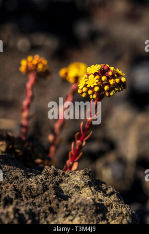 Aeonium spathulatum, la floraison au printemps sur le sol volcanique près de Arguayo, Santiago del Teide, Tenerife, Canaries, Espagne Banque D'Images