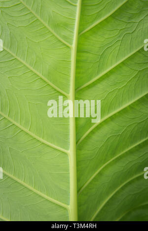 Close up de nervures des feuilles sur l'oreille d'usine, Pokhara, Népal Banque D'Images