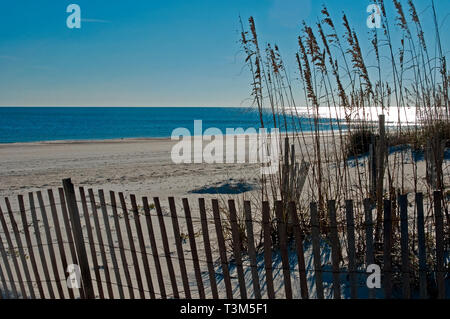 Les clôtures en bois lattes et l'avoine de mer (Uniola paniculata) maintiennent le sable en place, essayant de prévenir l'érosion des plages à Orange Beach, Alabama, le 12 novembre 2009. Banque D'Images