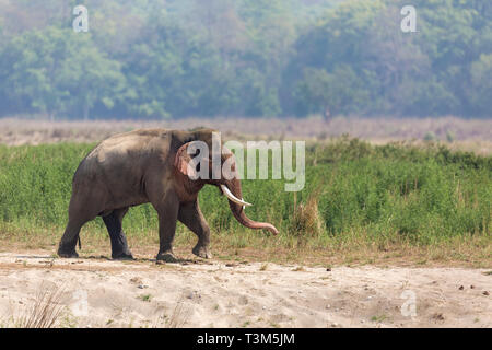 L'éléphant d'Asie Elephas maximus ou itinérance mâle dans les banques de la rivière Ramganga dans la région de prairie Dhikala à Jim Corbett National Park Banque D'Images