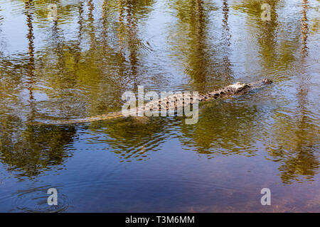 Un alligator nageant dans Okefenokee Swamp sur une journée ensoleillée. Banque D'Images