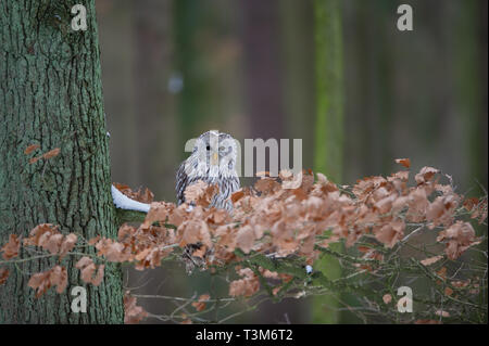 Chouette hulotte assis sur une branche entre les feuilles d'oranger Banque D'Images