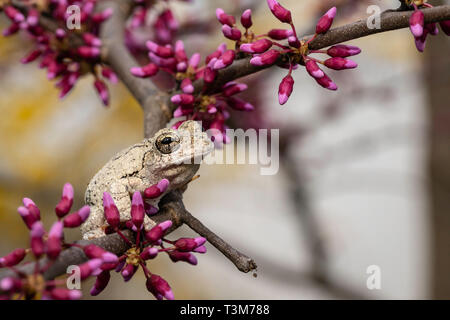 Rainette dans l'Est de l'épanouissement d'un arbre - Hyla versicolor - lishui Banque D'Images