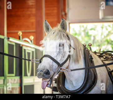 À cheval percheron Mcfeeters cheval lourd Centre, Winnipeg, Manitoba, Canada. Banque D'Images