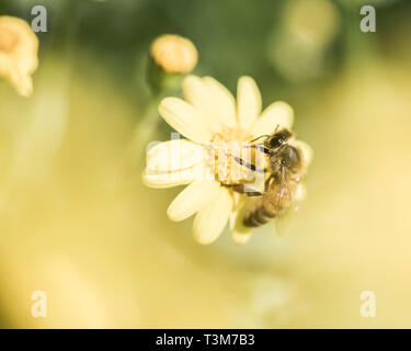 La collecte du pollen d'Abeille closeup macro Banque D'Images