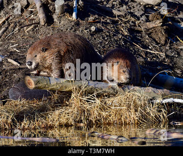 Deux castors (Castor canadensis) ; au pied de leur hutte de castor à mâcher sur un tronc d'arbre tremble qu'ils ont mis à terre Banque D'Images