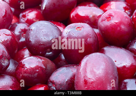 Cornus mas (Cornaline) Petits fruits cerise Banque D'Images