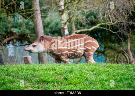 Tapir d'Amérique du Sud de bébé sur une colline Banque D'Images