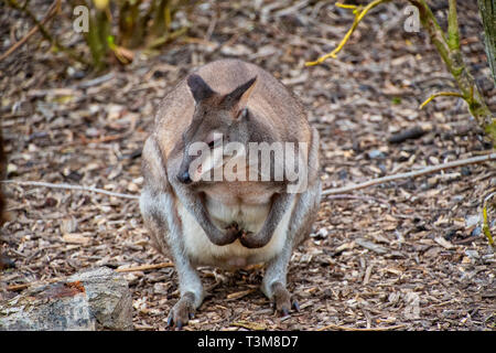 Calliste dos-bleu sombre - en voie de disparition également connu sous le nom de Wallaby sombre Banque D'Images