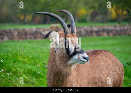 L'antilope rouanne à autour au zoo Banque D'Images