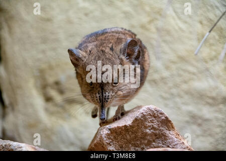 Court-eared Sengi debout sur un petit rocher Banque D'Images