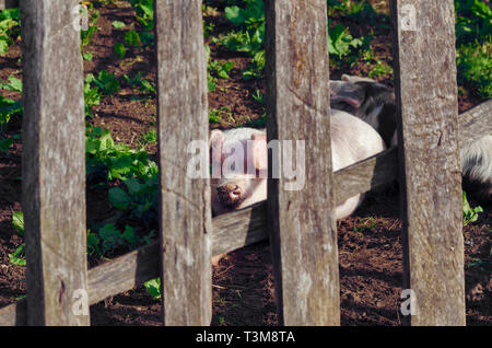 Mignon petit cochon à derrière une clôture en bois en albanais farm focus sélectif Banque D'Images