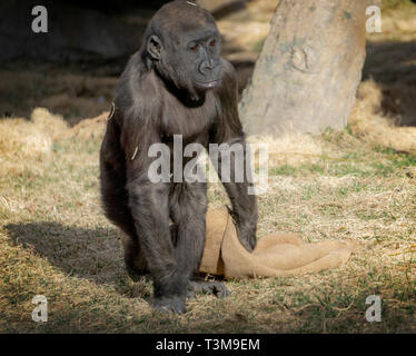 Gorille de plaine de l'Ouest Canada Alberta Calgary Zoo Banque D'Images