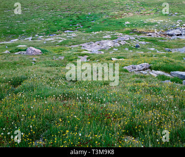 USA, Colorado, Arapaho National Forest, Mt. Evans Désert, fleurs sauvages s'épanouissent dans la toundra alpine meadow le long des rochers et de petits étangs. Banque D'Images