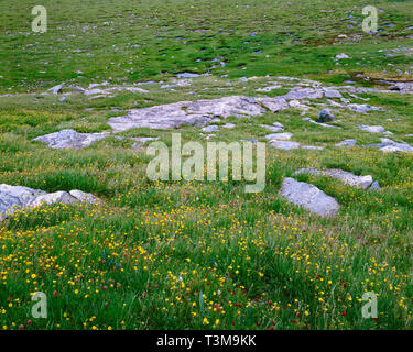 USA, Colorado, Arapaho National Forest, Mt. Evans Désert, fleurs sauvages s'épanouissent dans la toundra alpine meadow le long des rochers et de petits étangs. Banque D'Images