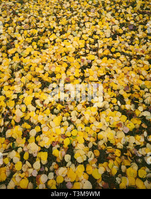 USA, Colorado, Gunnison National Forest, les feuilles humides de tremble (Populus tremuloides) sur le sol de la forêt près de Kebler Pass. Banque D'Images