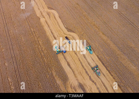 Krasnodar, Russie - le 22 juillet 2017 : La récolte du blé l'ensileuse. Les machines agricoles du grain de la récolte sur le terrain. Les machines agricoles en exploitation. Banque D'Images