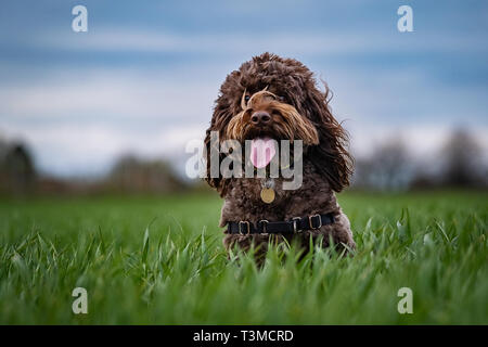 Travailler Speocker Gundogs Springer Spaniels et Banque D'Images