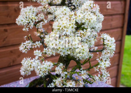 Détail d'un belle prunellier bonsaï cultivés par un passionné de bonsai en Irlande du Nord en fleur de printemps Banque D'Images