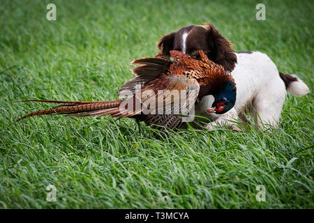 Travailler Speocker Gundogs Springer Spaniels et Banque D'Images