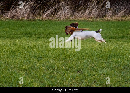 Travailler Speocker Gundogs Springer Spaniels et Banque D'Images