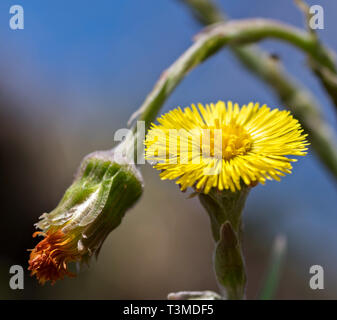 Tussilago farfara fleurs close-up Banque D'Images