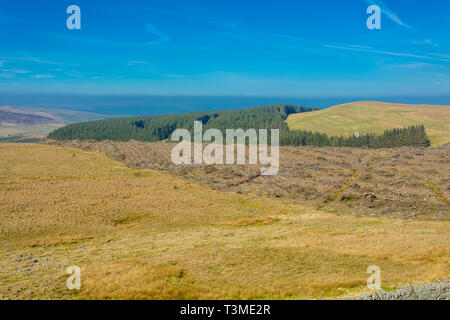 La déforestation sur les Yorkshire Dales/Cumbria frontière. De vastes étendues de forêts de pins abattus. Paysage, à l'horizontale. L'espace pour copier. Banque D'Images